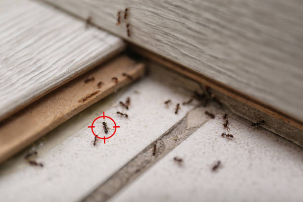 Best Insect Control  in Elmhurst, IL